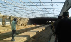 A Frame Cage with Manure Removal Belt System in Pakistan